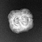 2 Mukhi Rudraksha 23.4mm 1.52gm - Xray