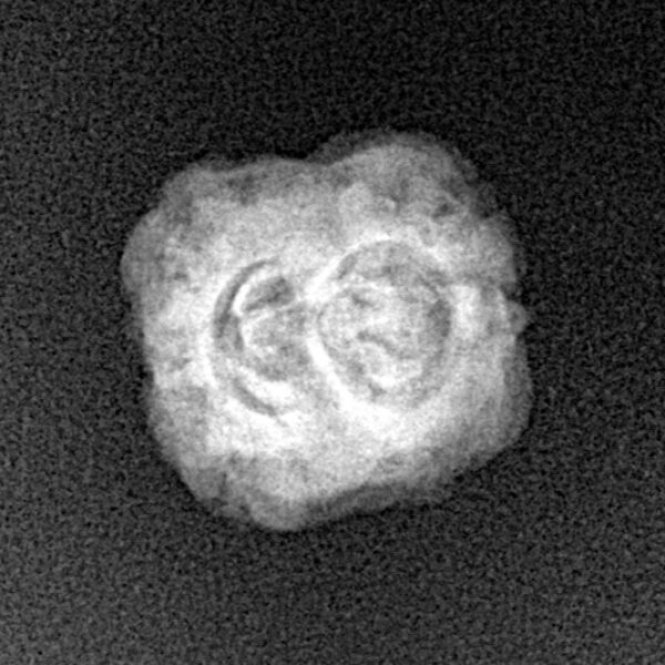 2 Mukhi Rudraksha 23.4mm 1.52gm - Xray