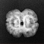 2 Mukhi Rudraksha 20.9mm 1.94gm - Xray