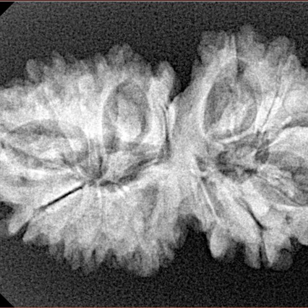 15 Mukhi Gaurishankar 33.9mm 5.18gm - Xray