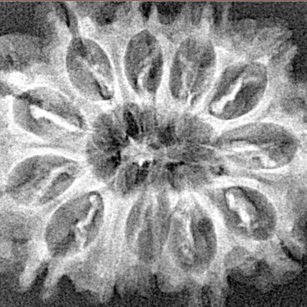 12 Mukhi Rudraksha 28.9mm 3.69gm - Xray