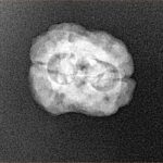 2 Mukhi Rudraksha 21.5mm 2gm - Xray
