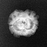 2 Mukhi Rudraksha 24.5mm 1.44gm - Xray