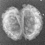 2 Mukhi Gaurishankar 19.1mm 0.74gm - Xray