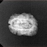 2 Mukhi Rudraksha 23.7mm 1.81gm - Xray