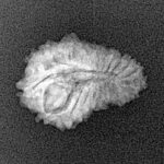 21 Mukhi Rudraksha 18.7mm 1.22gm - Xray