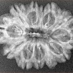 12 Mukhi Rudraksha 27.8mm 3.23gm - Xray