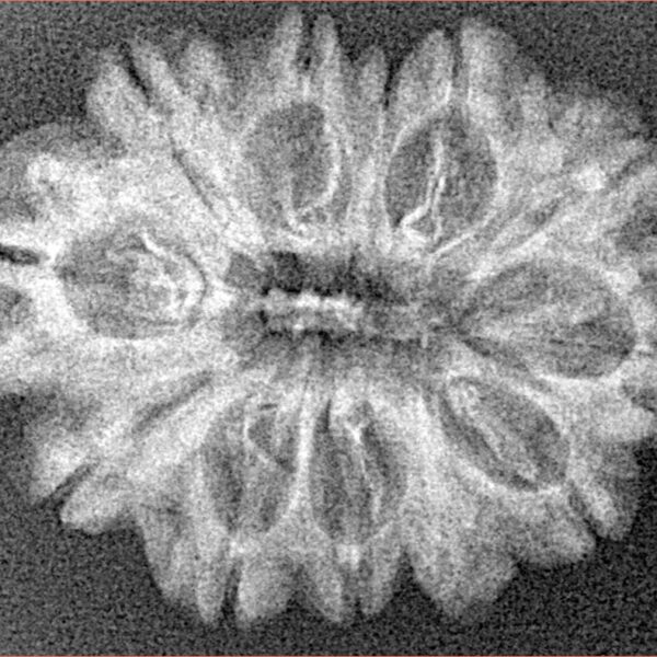12 Mukhi Rudraksha 27.8mm 3.23gm - Xray
