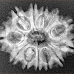 12 Mukhi Rudraksha 26.4mm 3.71gm - Xray