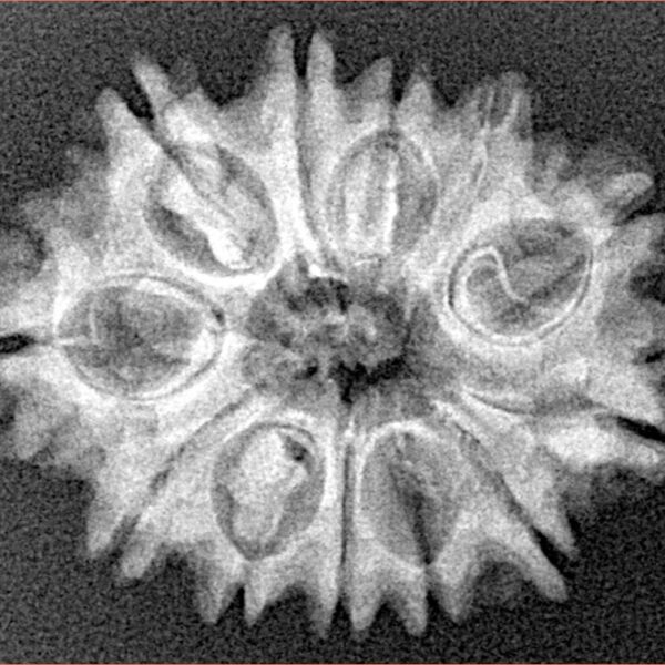 12 Mukhi Rudraksha 26.4mm 3.71gm - Xray
