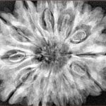 12 Mukhi Rudraksha 32.4mm 7.98gm - Xray