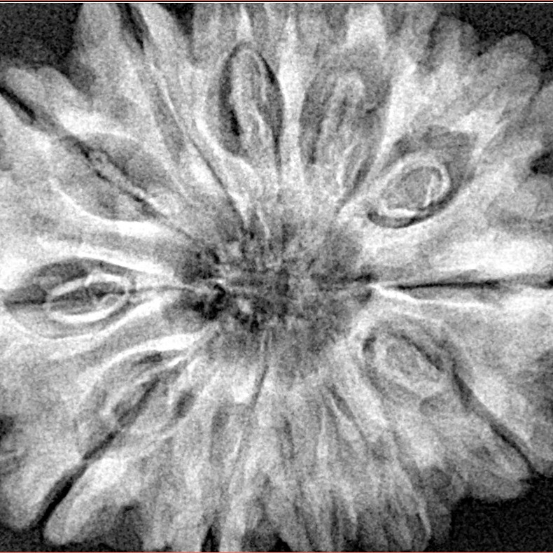 12 Mukhi Rudraksha 32.4mm 7.98gm - Xray