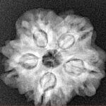 1MK(Underdeveloped) 23.4mm 4gm - Origin: Nepal - Xray