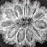 11 Mukhi Rudraksha 32mm 7.17gm - Xray