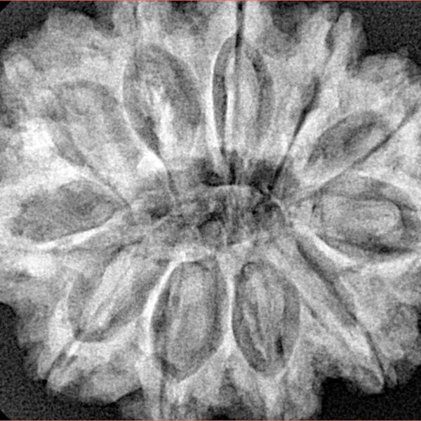 11 Mukhi Rudraksha 32mm 7.17gm - Xray