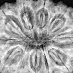 11 Mukhi Rudraksha 35.5mm 9.98gm - Xray