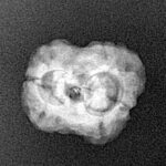 2 Mukhi Rudraksha 22.2mm 2gm - Xray