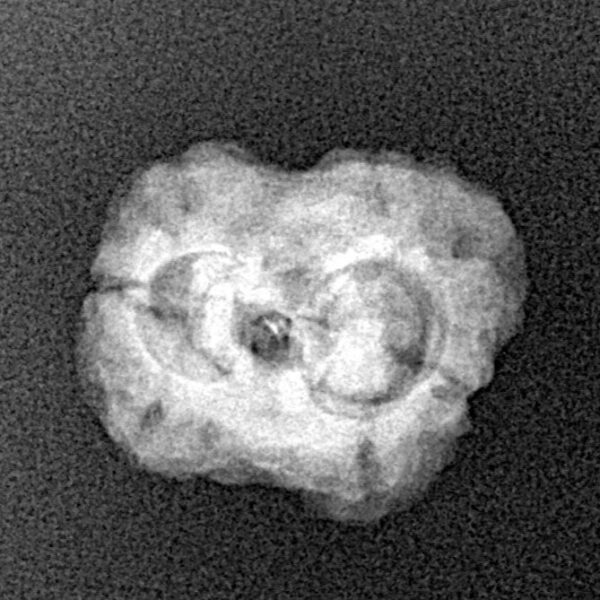 2 Mukhi Rudraksha 22.2mm 2gm - Xray