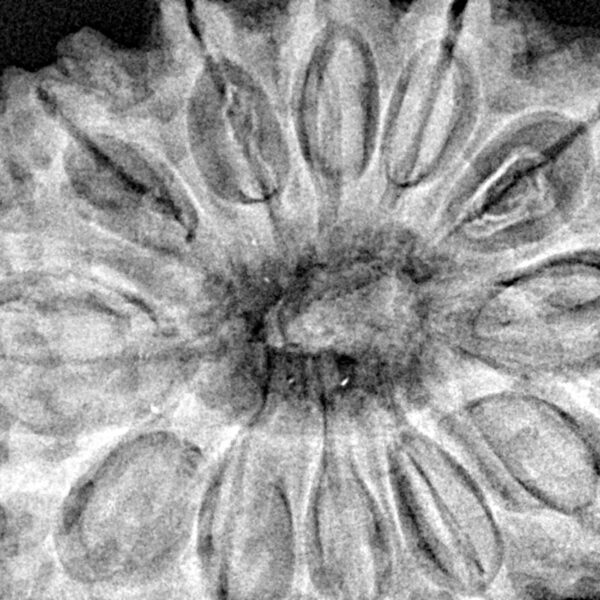 12 Mukhi Rudraksha 36.2mm 10.51gm - Xray