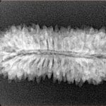 33 Mukhi Rudraksha 31.6mm 3.07gm - Xray