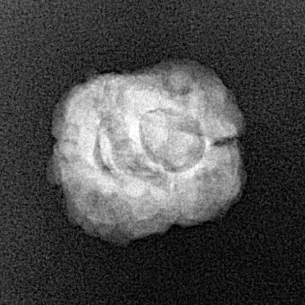 2 Mukhi Rudraksha 21.4mm 1.68gm - Xray