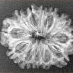 12 Mukhi Rudraksha 26.6mm 2.84gm - Xray