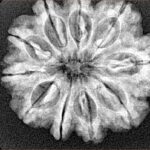 10 Mukhi Rudraksha 27.4mm 5gm - Xray