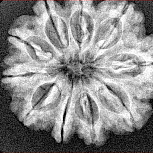 10 Mukhi Rudraksha 27.4mm 5gm - Xray