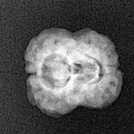 2 Mukhi Rudraksha 20mm 1.63gm - Xray
