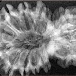 15 Mukhi Garbh Gauri 38.1mm 6gm - Xray