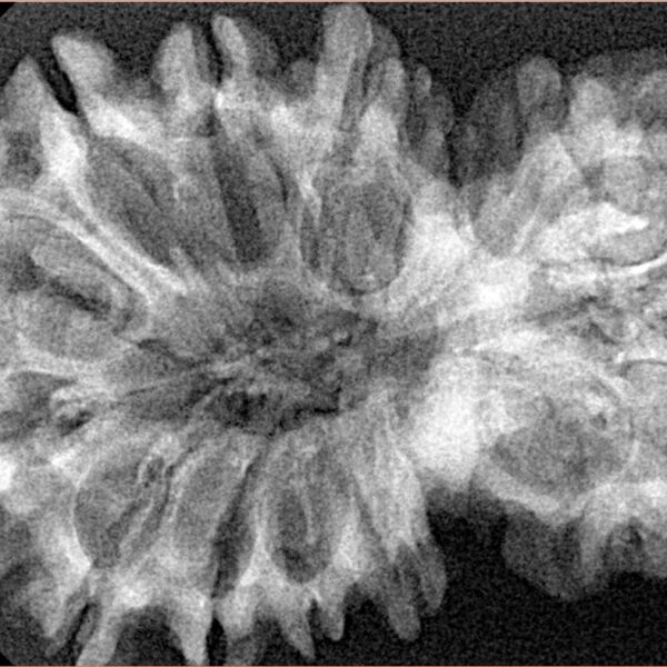 15 Mukhi Garbh Gauri 38.1mm 6gm - Xray