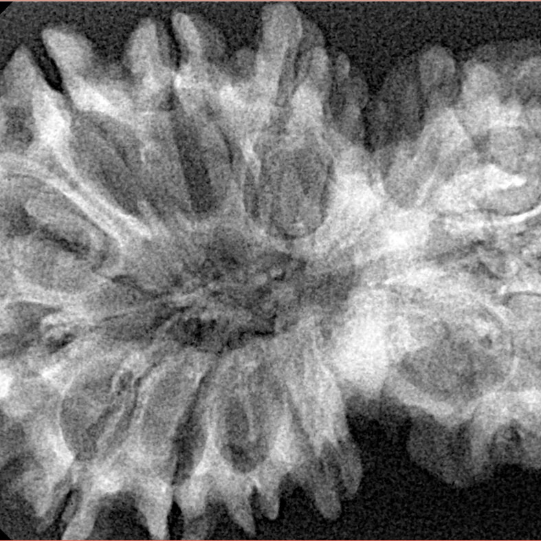 15 Mukhi Garbh Gauri 38.1mm 6gm - Xray