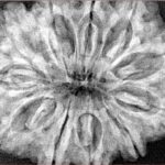 11 Mukhi Rudraksha 33.7mm 8.26gm - Xray