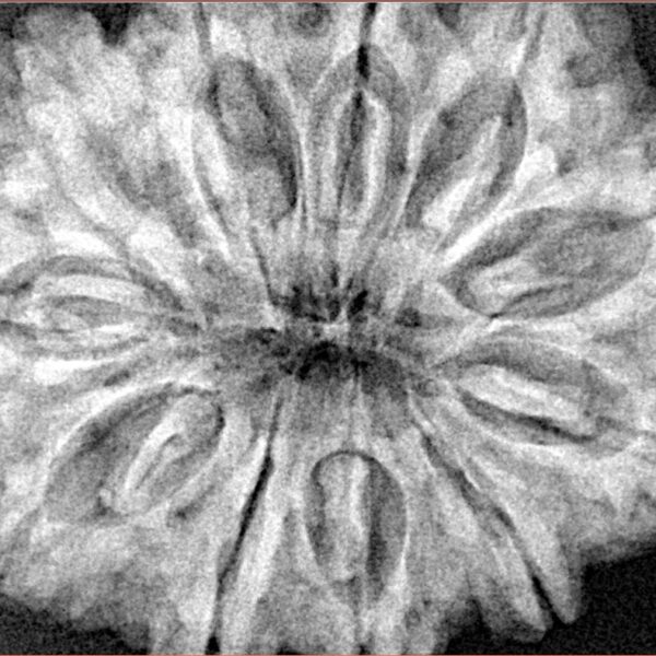 11 Mukhi Rudraksha 33.7mm 8.26gm - Xray