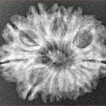12 Mukhi Rudraksha 26.3mm 2.92gm - Xray
