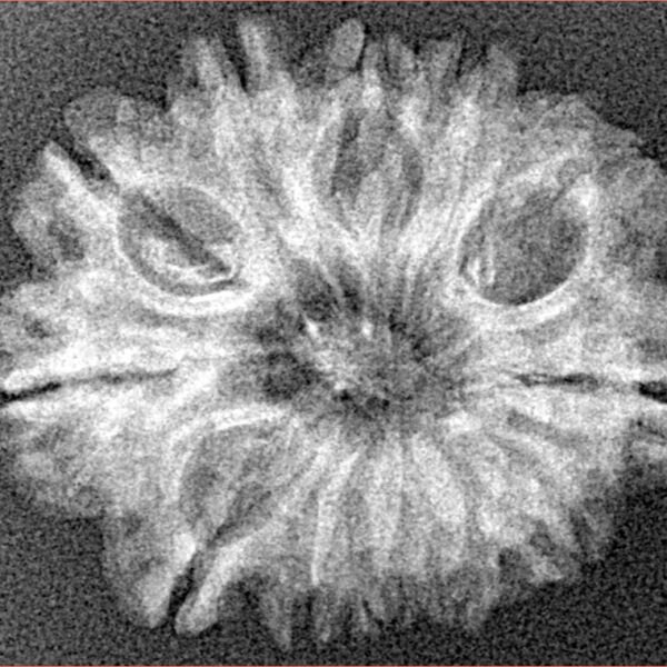 12 Mukhi Rudraksha 26.3mm 2.92gm - Xray
