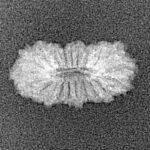 21 Mukhi Rudraksha 17.3mm 0.54gm - Xray