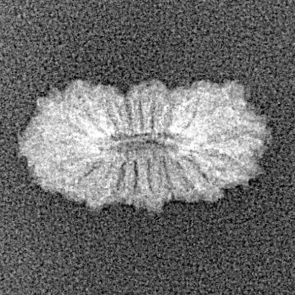 21 Mukhi Rudraksha 17.3mm 0.54gm - Xray