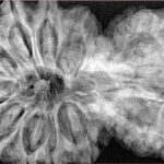 14 Mukhi Garbh Gauri 44.8mm 10.75gm - Xray