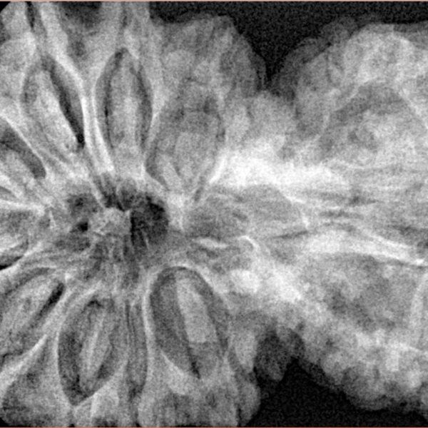 14 Mukhi Garbh Gauri 44.8mm 10.75gm - Xray