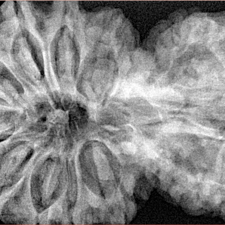 14 Mukhi Garbh Gauri 44.8mm 10.75gm - Xray