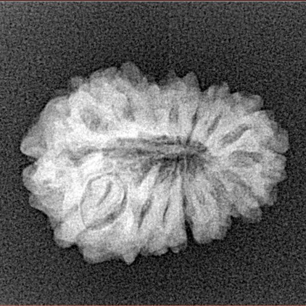 15 Mukhi Rudraksha 20.4mm 2.33gm - Xray