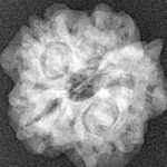 1MK(Underdeveloped) 21.8mm 3.32gm - Xray