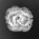 2 Mukhi Rudraksha 21mm 1.84gm - Xray
