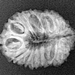 18 Mukhi Rudraksha 22.5mm 2.17gm - Xray