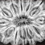 12 Mukhi Rudraksha 36.4mm 10.11gm - Xray