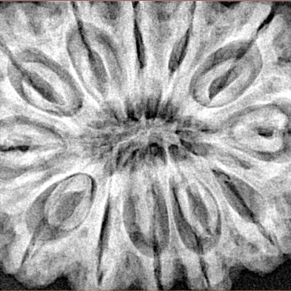 12 Mukhi Rudraksha 36.4mm 10.11gm - Xray