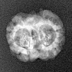 2 Mukhi Rudraksha 19.8mm 1.21gm - Xray