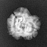 2 Mukhi Rudraksha 22.3mm 1.76gm - Xray