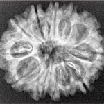 12 Mukhi Rudraksha 27.7mm 4.22gm - Xray
